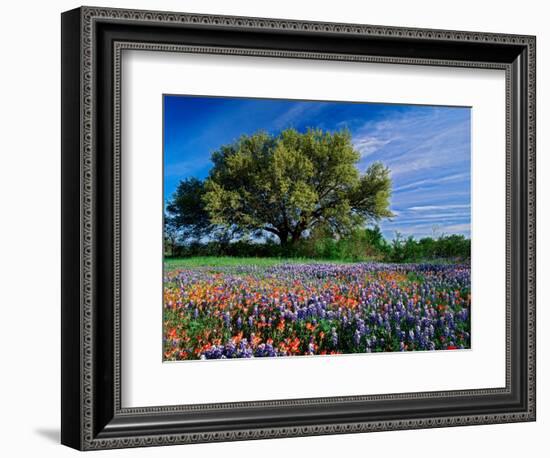 Live Oak, Paintbrush, and Bluebonnets in Texas Hill Country, USA-Adam Jones-Framed Photographic Print