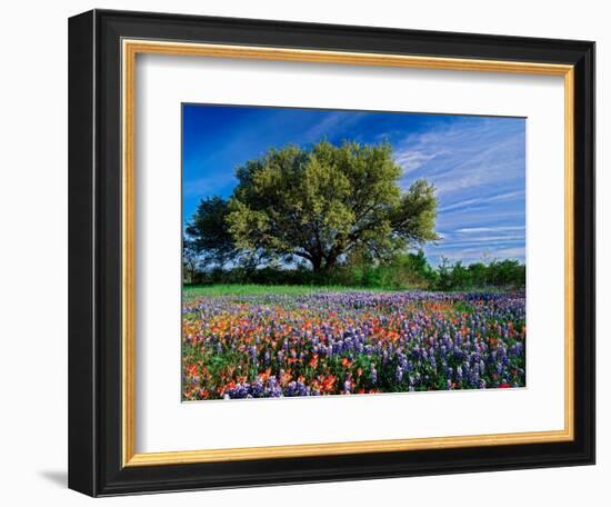 Live Oak, Paintbrush, and Bluebonnets in Texas Hill Country, USA-Adam Jones-Framed Photographic Print