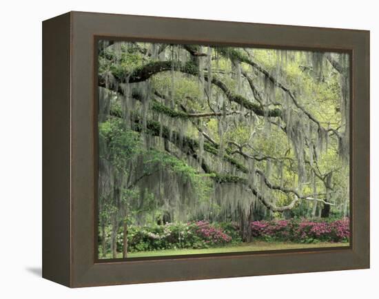 Live Oak Tree Draped with Spanish Moss, Savannah, Georgia, USA-Adam Jones-Framed Premier Image Canvas