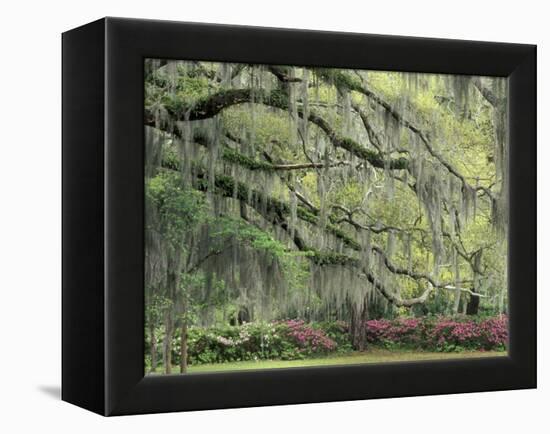 Live Oak Tree Draped with Spanish Moss, Savannah, Georgia, USA-Adam Jones-Framed Premier Image Canvas