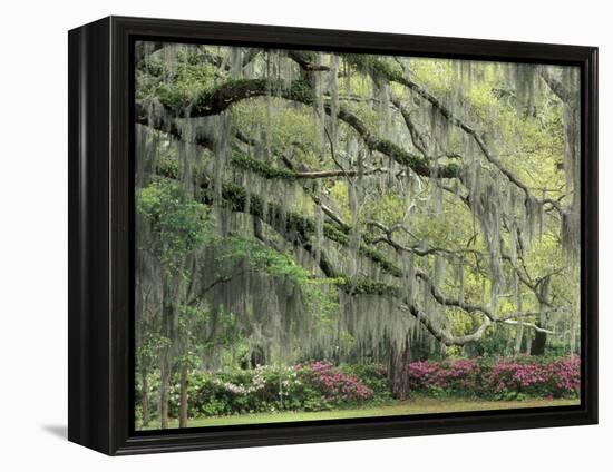 Live Oak Tree Draped with Spanish Moss, Savannah, Georgia, USA-Adam Jones-Framed Premier Image Canvas