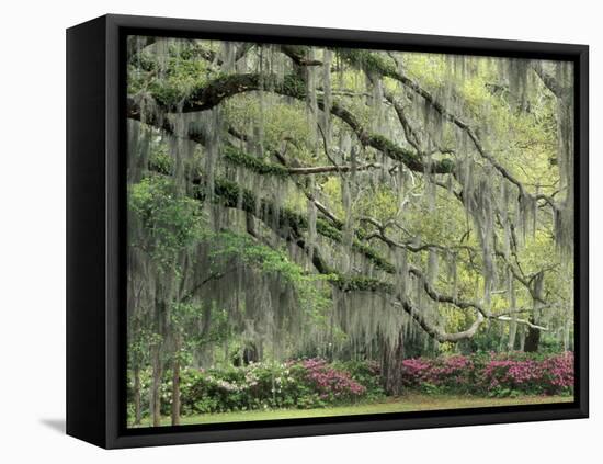 Live Oak Tree Draped with Spanish Moss, Savannah, Georgia, USA-Adam Jones-Framed Premier Image Canvas