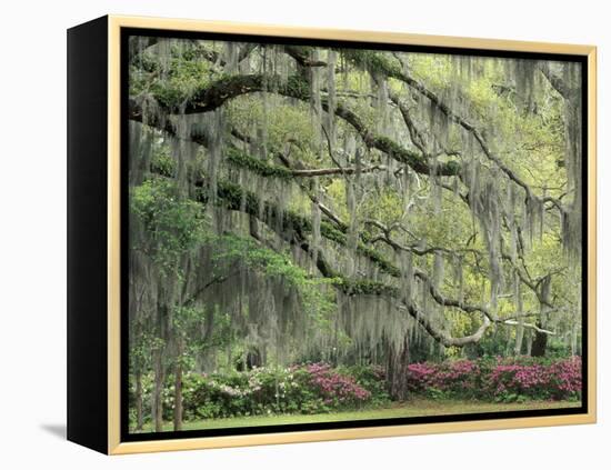 Live Oak Tree Draped with Spanish Moss, Savannah, Georgia, USA-Adam Jones-Framed Premier Image Canvas