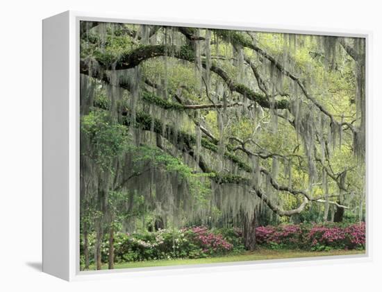 Live Oak Tree Draped with Spanish Moss, Savannah, Georgia, USA-Adam Jones-Framed Premier Image Canvas