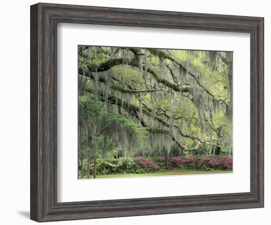 Live Oak Tree Draped with Spanish Moss, Savannah, Georgia, USA-Adam Jones-Framed Photographic Print