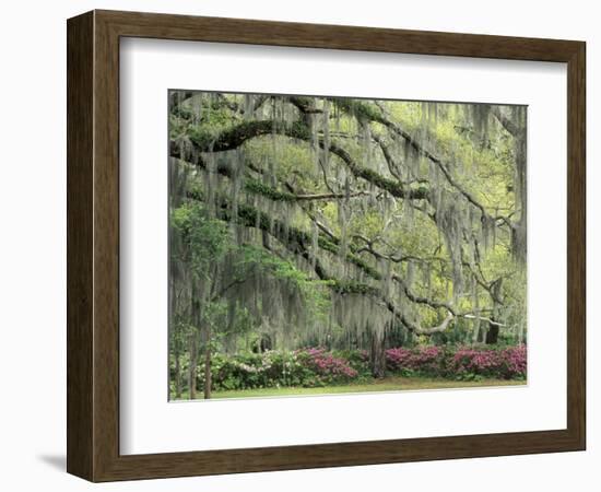 Live Oak Tree Draped with Spanish Moss, Savannah, Georgia, USA-Adam Jones-Framed Photographic Print