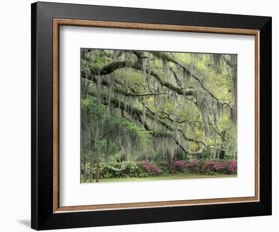 Live Oak Tree Draped with Spanish Moss, Savannah, Georgia, USA-Adam Jones-Framed Photographic Print