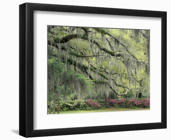 Live Oak Tree Draped with Spanish Moss, Savannah, Georgia, USA-Adam Jones-Framed Photographic Print