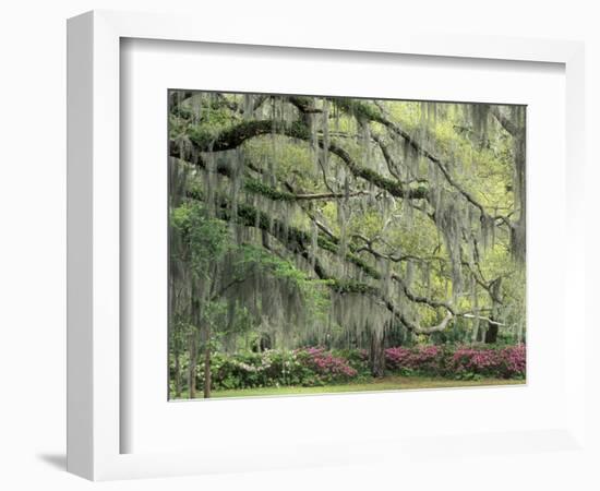 Live Oak Tree Draped with Spanish Moss, Savannah, Georgia, USA-Adam Jones-Framed Photographic Print