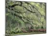 Live Oak Tree Draped with Spanish Moss, Savannah, Georgia, USA-Adam Jones-Mounted Photographic Print