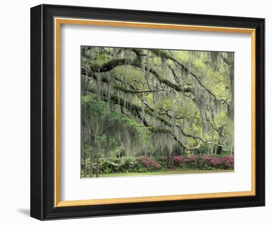 Live Oak Tree Draped with Spanish Moss, Savannah, Georgia, USA-Adam Jones-Framed Photographic Print