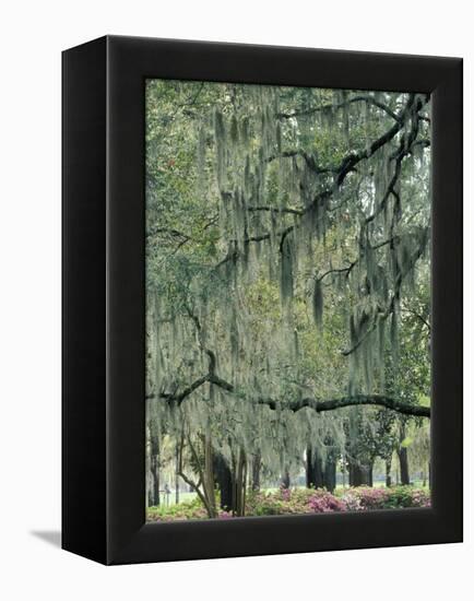 Live Oak Tree, Savannah, Georgia, USA-Adam Jones-Framed Premier Image Canvas