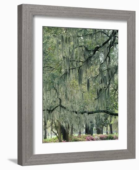 Live Oak Tree, Savannah, Georgia, USA-Adam Jones-Framed Photographic Print