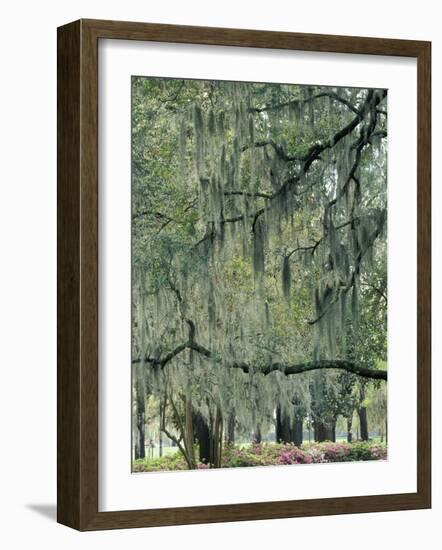 Live Oak Tree, Savannah, Georgia, USA-Adam Jones-Framed Photographic Print