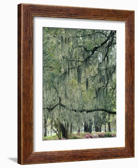 Live Oak Tree, Savannah, Georgia, USA-Adam Jones-Framed Photographic Print