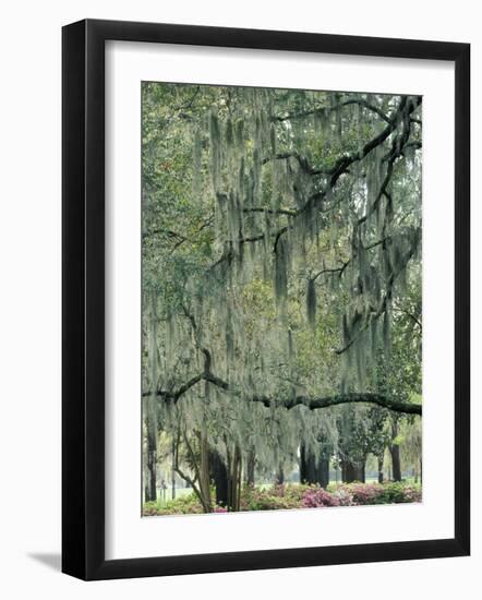 Live Oak Tree, Savannah, Georgia, USA-Adam Jones-Framed Photographic Print