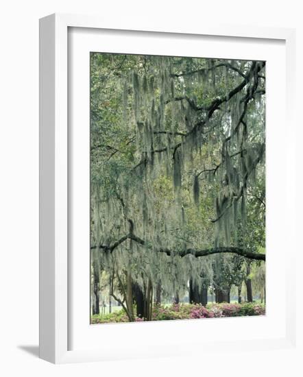 Live Oak Tree, Savannah, Georgia, USA-Adam Jones-Framed Photographic Print