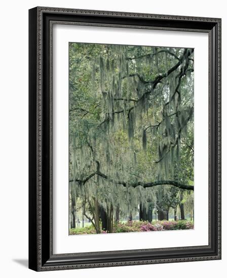 Live Oak Tree, Savannah, Georgia, USA-Adam Jones-Framed Photographic Print