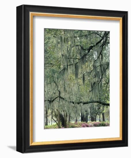 Live Oak Tree, Savannah, Georgia, USA-Adam Jones-Framed Premium Photographic Print