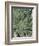 Live Oak Tree, Savannah, Georgia, USA-Adam Jones-Framed Photographic Print