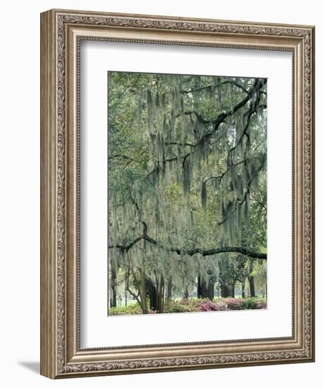 Live Oak Tree, Savannah, Georgia, USA-Adam Jones-Framed Photographic Print