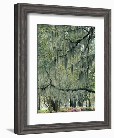 Live Oak Tree, Savannah, Georgia, USA-Adam Jones-Framed Photographic Print