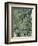 Live Oak Tree, Savannah, Georgia, USA-Adam Jones-Framed Photographic Print