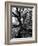 Live Oak Trees at Bonny Hall Plantation-Alfred Eisenstaedt-Framed Photographic Print