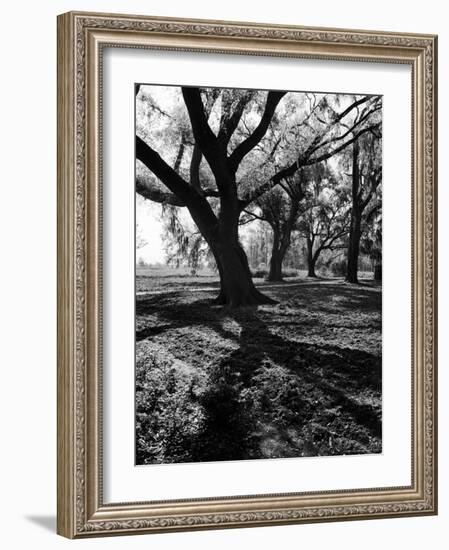 Live Oak Trees at Bonny Hall Plantation-Alfred Eisenstaedt-Framed Photographic Print