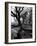 Live Oak Trees at Bonny Hall Plantation-Alfred Eisenstaedt-Framed Photographic Print