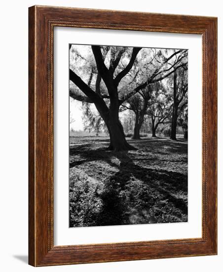 Live Oak Trees at Bonny Hall Plantation-Alfred Eisenstaedt-Framed Photographic Print