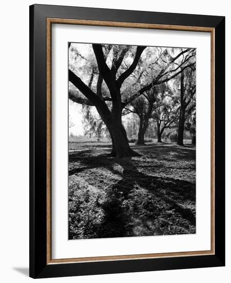 Live Oak Trees at Bonny Hall Plantation-Alfred Eisenstaedt-Framed Photographic Print