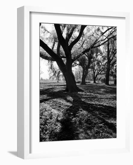 Live Oak Trees at Bonny Hall Plantation-Alfred Eisenstaedt-Framed Photographic Print