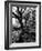 Live Oak Trees at Bonny Hall Plantation-Alfred Eisenstaedt-Framed Photographic Print