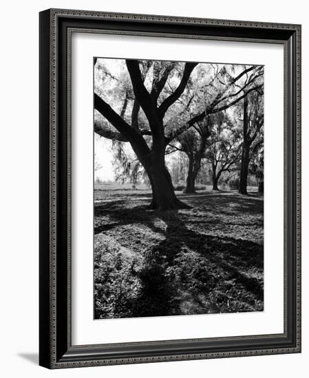 Live Oak Trees at Bonny Hall Plantation-Alfred Eisenstaedt-Framed Photographic Print
