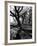 Live Oak Trees at Bonny Hall Plantation-Alfred Eisenstaedt-Framed Photographic Print