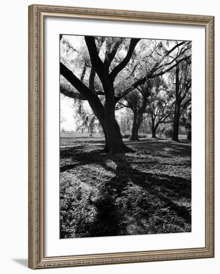 Live Oak Trees at Bonny Hall Plantation-Alfred Eisenstaedt-Framed Photographic Print