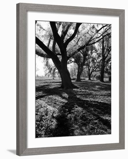 Live Oak Trees at Bonny Hall Plantation-Alfred Eisenstaedt-Framed Photographic Print