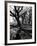 Live Oak Trees at Bonny Hall Plantation-Alfred Eisenstaedt-Framed Photographic Print