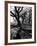 Live Oak Trees at Bonny Hall Plantation-Alfred Eisenstaedt-Framed Photographic Print