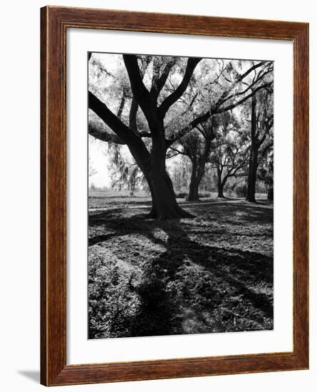 Live Oak Trees at Bonny Hall Plantation-Alfred Eisenstaedt-Framed Photographic Print