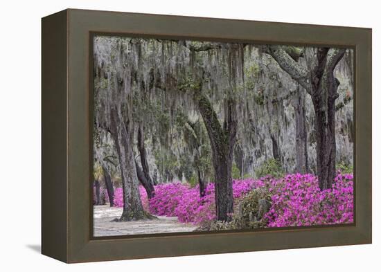 Live oak trees draped in Spanish moss and azaleas, Bonaventure Cemetery, Savannah, Georgia-Adam Jones-Framed Premier Image Canvas