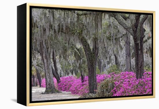 Live oak trees draped in Spanish moss and azaleas, Bonaventure Cemetery, Savannah, Georgia-Adam Jones-Framed Premier Image Canvas