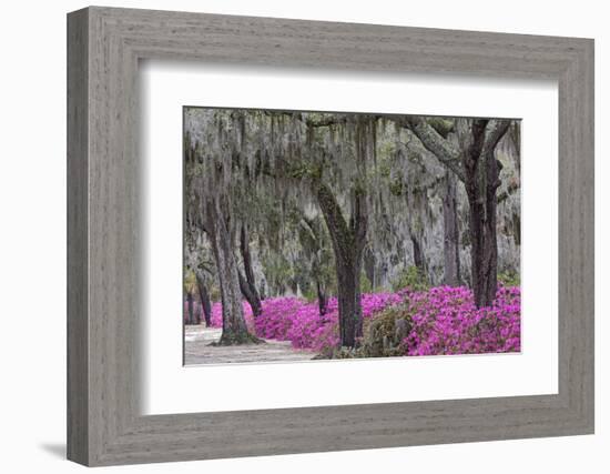 Live oak trees draped in Spanish moss and azaleas, Bonaventure Cemetery, Savannah, Georgia-Adam Jones-Framed Photographic Print