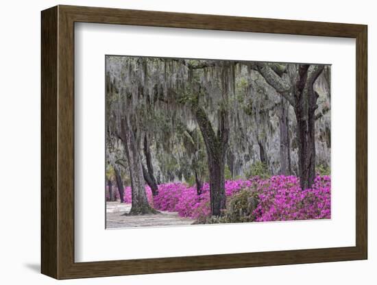 Live oak trees draped in Spanish moss and azaleas, Bonaventure Cemetery, Savannah, Georgia-Adam Jones-Framed Photographic Print