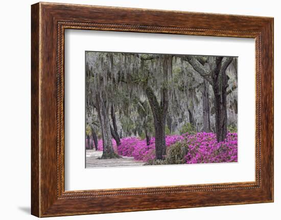 Live oak trees draped in Spanish moss and azaleas, Bonaventure Cemetery, Savannah, Georgia-Adam Jones-Framed Photographic Print