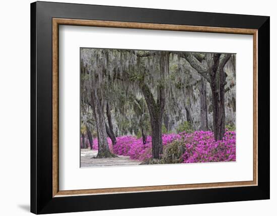 Live oak trees draped in Spanish moss and azaleas, Bonaventure Cemetery, Savannah, Georgia-Adam Jones-Framed Photographic Print