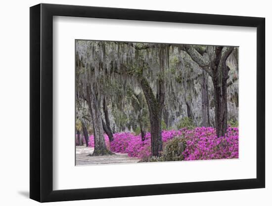 Live oak trees draped in Spanish moss and azaleas, Bonaventure Cemetery, Savannah, Georgia-Adam Jones-Framed Photographic Print