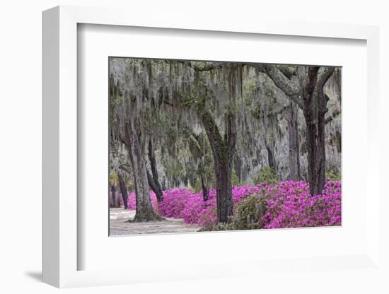 Live oak trees draped in Spanish moss and azaleas, Bonaventure Cemetery, Savannah, Georgia-Adam Jones-Framed Photographic Print