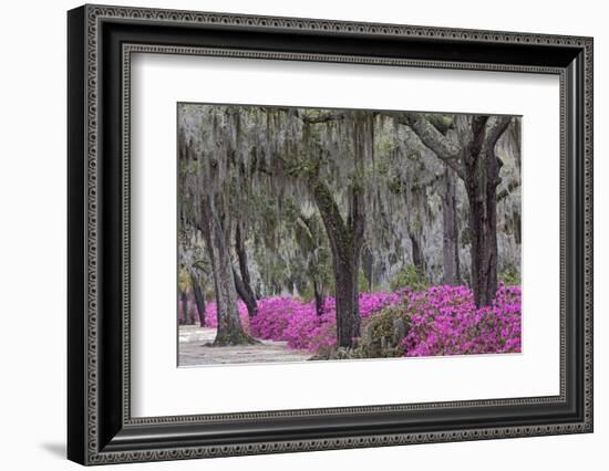 Live oak trees draped in Spanish moss and azaleas, Bonaventure Cemetery, Savannah, Georgia-Adam Jones-Framed Photographic Print